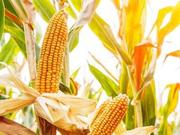 玉米产量下降 种植效益显现