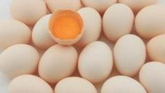 每日交割为鸡蛋期货带来更多“点击率”