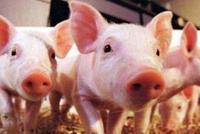 “猪年”非洲猪瘟阴影下的生猪产业：中部大省猪之殇