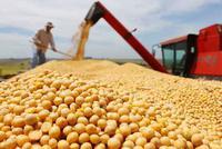 韩长赋：我国大豆需求量大概在1.1亿吨 90%需要进口