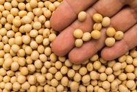 农业农村部长韩长赋：中国大豆市场仍以进口大豆为主