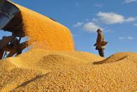农业农村部：粮食总产量连续7年稳定在1.2万亿斤以上