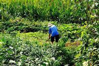 中办国办：稳定完善小农户土地政策