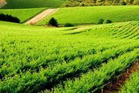 快讯：农业种植板块大跌 新农开发跌逾8%
