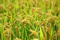 快讯：农业种植板块异动拉升 苏垦农发涨6%