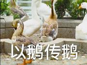 海尔官方微博发布“以鹅传鹅”图片，称有奖征集P图
