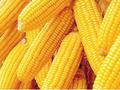卓创资讯：麦收前玉米腾库量或低于预期 玉米价格或延续涨势