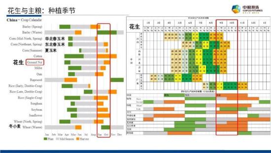 【中粮视点】花生：《落花生》