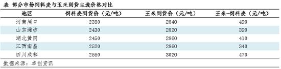 卓创资讯：饲用小麦替代明显 三季度玉米行情将如何演绎