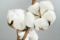 业内人士：棉花期权有助提升相关“保险+期货”效益