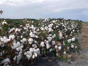 棉花期权将促进期现货发展