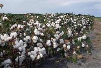 棉花期权将促进期现货发展