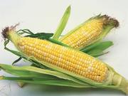大商所：玉米期权有利于更好服务“三农”
