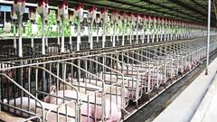 中国对美猪肉加征关税 A股生猪养殖板块将获益