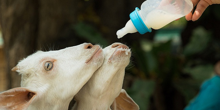 中国乳制品企业纷纷做起了羊奶粉 市场规模已