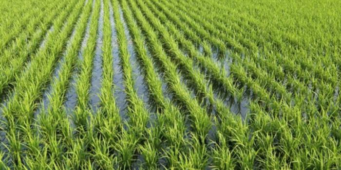 中国农业大省吉林粮食产量连续6年超700亿斤