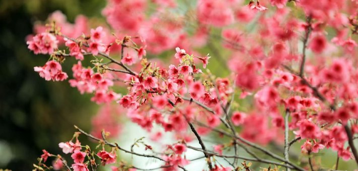 翔安藏了片樱花秘境！千株粉樱美到犯规