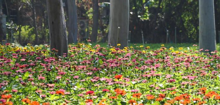 厦门先一步入春啦