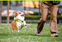 免费展览即将开幕！本周湖里还有青年音乐人路演、超多萌宠活动……