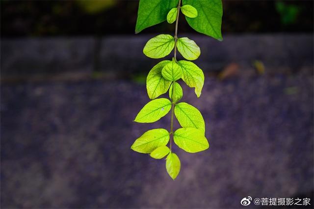 禅意摄影:一叶一菩提