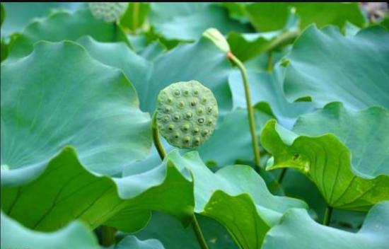 消灾和延生是可能的吗?