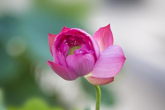 《华严经》说:“戒是无上菩提本。”