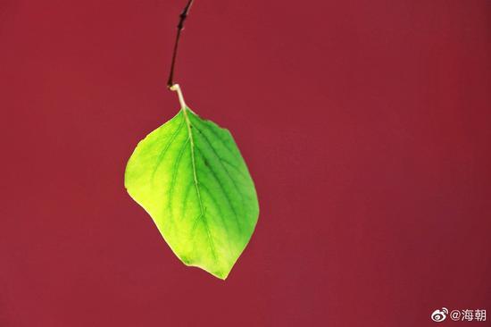 佛教的最基本的真理是无常。(摄影:海朝)