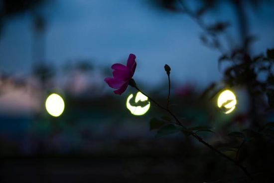 禅诗赏析:春花秋月