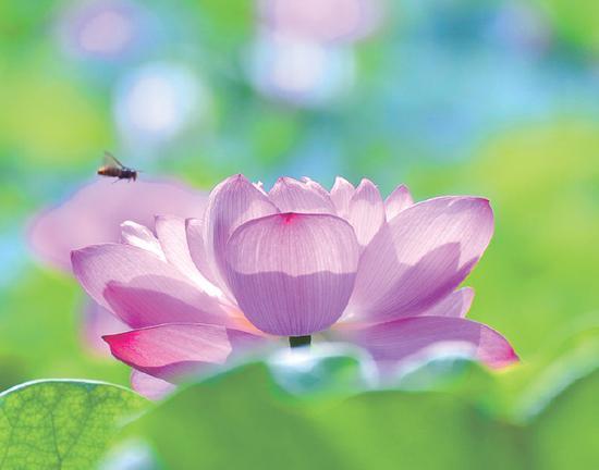 愿一切众生都能闻信念佛法门,同生极乐世界!(图片来源:净土杂志)