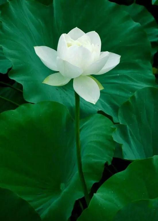 “嗡啊吽”这三个字的功德非常大。如果总说,可以代表诸佛清净的身口意。