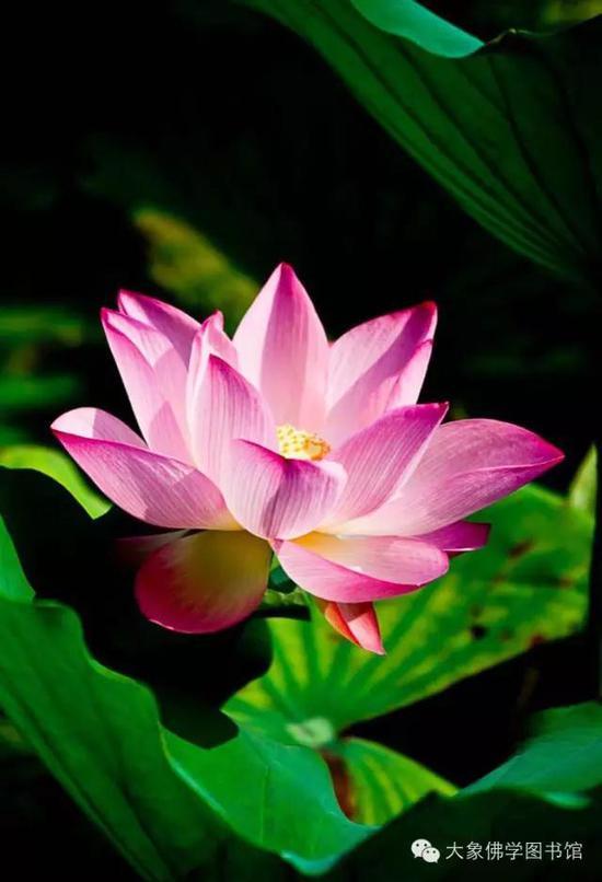 莲花的三种含义:一、为莲故花,二、花开莲现,三、花落莲成。