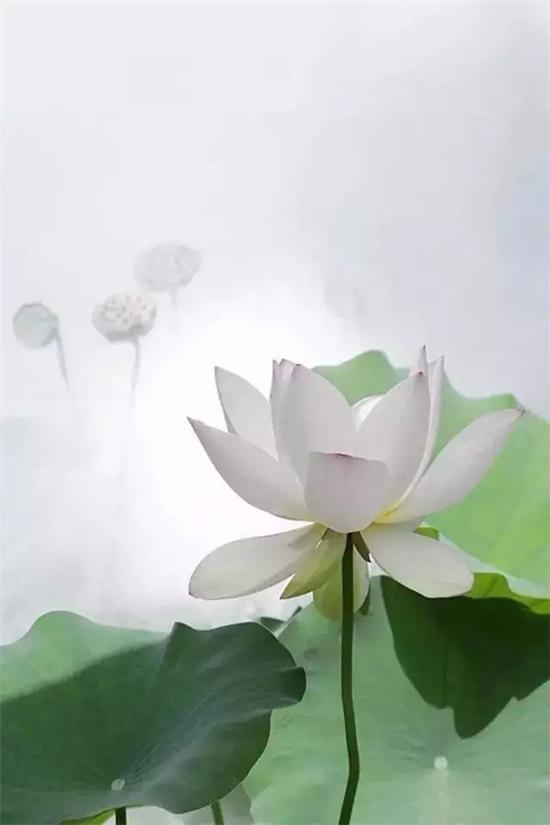 晚年,世亲作《唯识三十颂》,震撼印度唯识界。