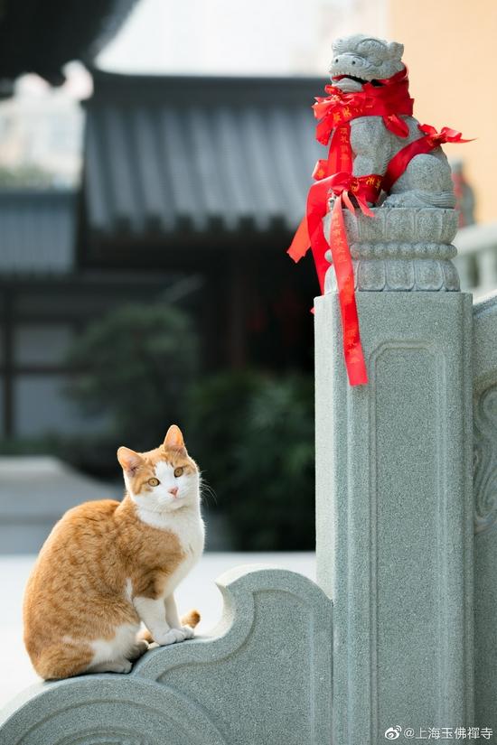 宠物过世后如何帮助它?(图片来源:上海玉佛禅寺)