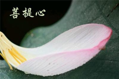 菩提心者,则为一切诸佛种子。(图片来源:少林寺)