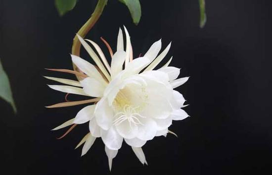 真的是人生无常,生命如昙花啊!