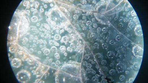 鉴赏：瓷器中关于微观气泡与真假冰裂纹鉴定