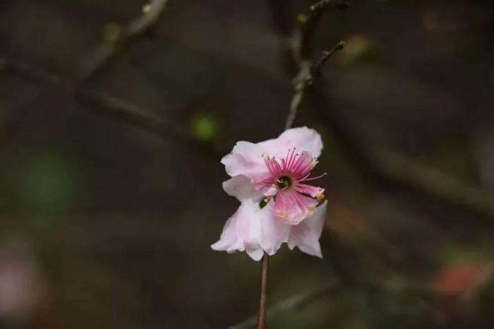 开了！10万株+梅花迎寒绽放，距离深圳仅1小时！​