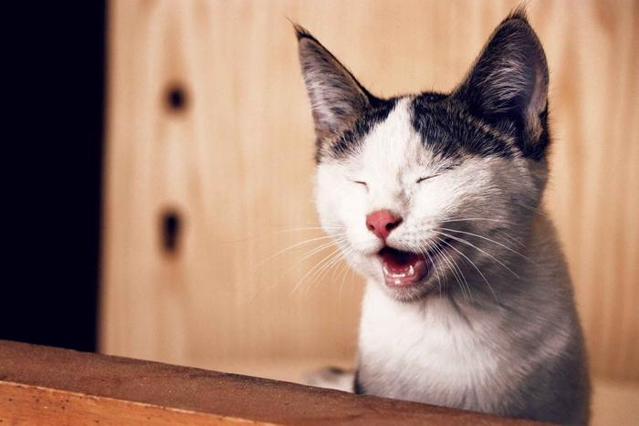 猫鼻子为什么总是湿哒哒的？鼻子干就代表猫咪不健康了？