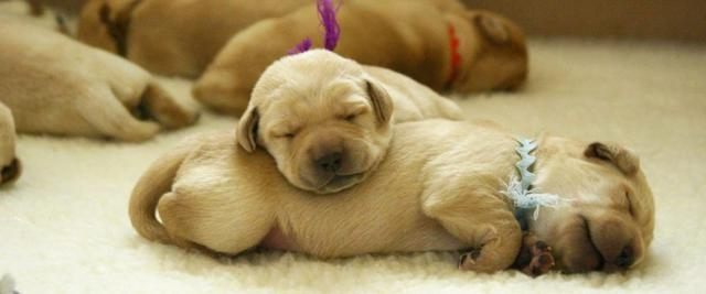 梦见好多狗在睡觉的预兆,解读梦境中的宁静与守护 梦见好多狗在睡觉的预兆,解读梦境中的宁静与守护