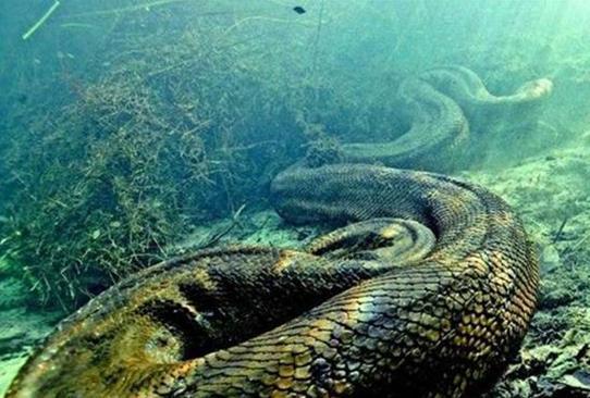 揭秘世界上最长的蛇: 世界上最长的蛇55米