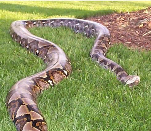 揭秘世界上最长的蛇: 世界上最长的蛇55米
