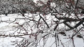 玄武湖公园雪景