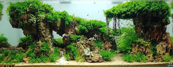 水草造景入门到精通，水草造景培训班找本色水景，水族箱造景培训