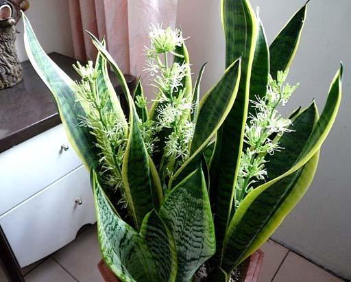 卧室适合养这“8种”植物，夜间释放“氧气”，不用担心“夺氧”
