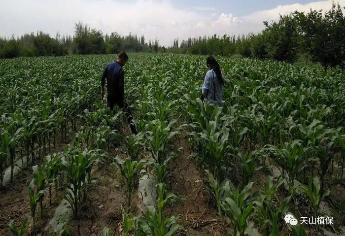 关于2018年新疆维吾尔自治区主要农作物品种审定结果的公告
