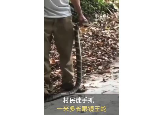 海南屯昌县一村民徒手抓眼镜王蛇，竟然被咬倒地身亡