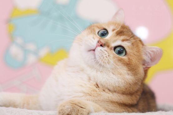 金渐层怎么养？如何才能养好一只金渐层猫？