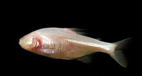 地球上10大最奇特的无眼动物，没有眼睛的鱼你见过吗？