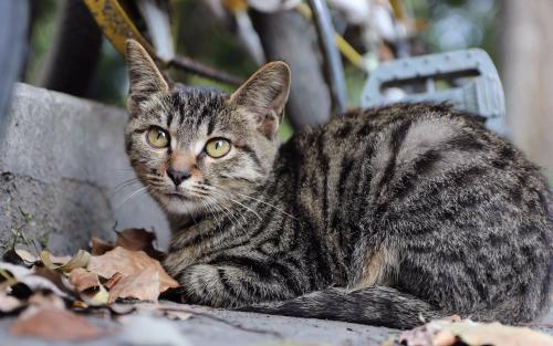 中国狸花猫堪称猫界里战斗力最强的猫！5个橘猫都不是它的对手！