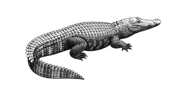 鳄鱼这种神奇的物种是怎么从几亿年前存在到现在的？